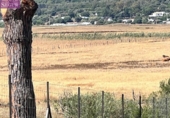 Terreny no urbanitzable en venda a la España, Vejer de la Frontera, ref.: TR131864 foto