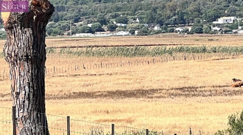Cadiz - Vejer de la Frontera - 45000m2