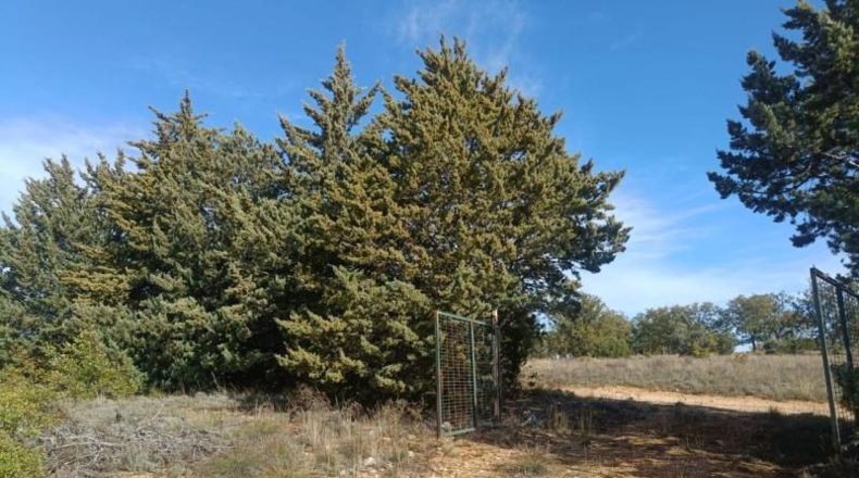 Guadalajara - Pastrana - 25000m2
