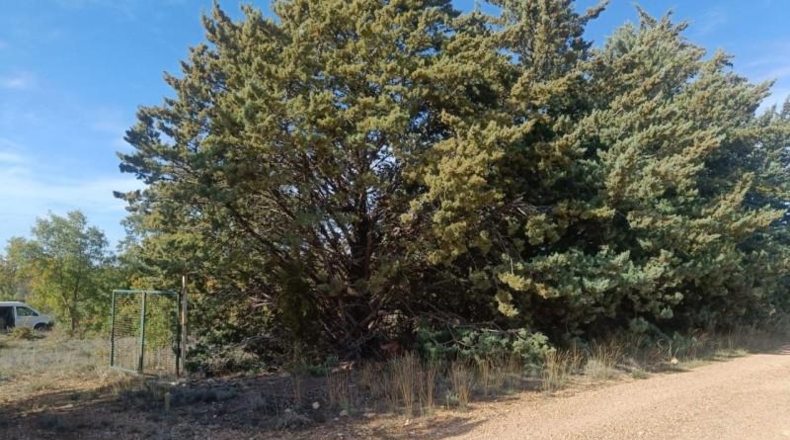 Guadalajara - Pastrana - 25000m2