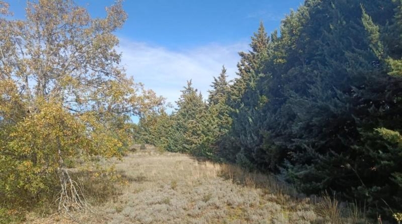 Guadalajara - Pastrana - 25000m2