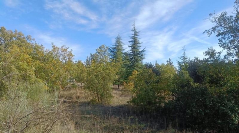 Guadalajara - Pastrana - 25000m2