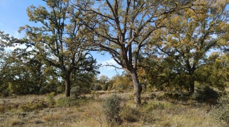 Guadalajara - Pastrana - 25000m2