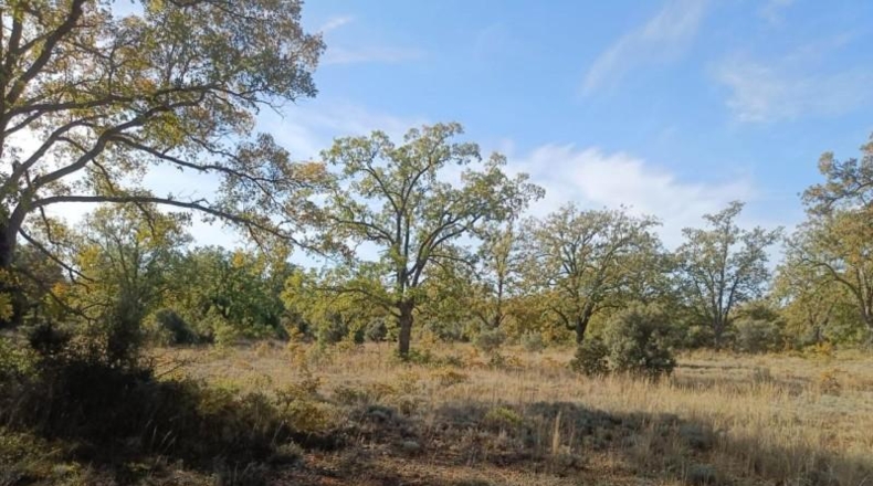 Guadalajara - Pastrana - 25000m2