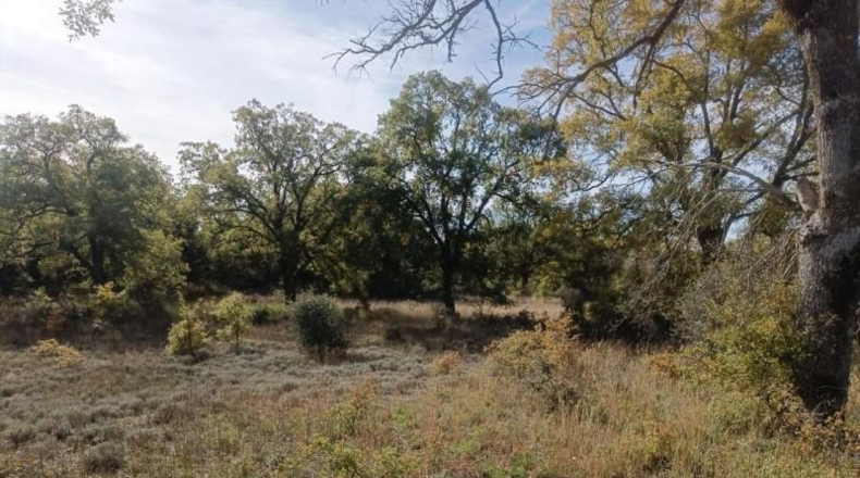 Guadalajara - Pastrana - 25000m2
