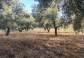 Sòl urbà en venda a la España, Badajoz, ref.: TR352975 foto