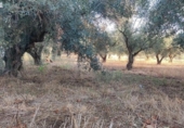 Sòl urbà en venda a la España, Badajoz, ref.: TR352975 foto