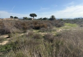 Non-developable land for sale on España, Aspe, ref: TR362356 photo