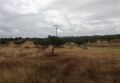 Terreny no urbanitzable en venda a la España, Garrovillas de Alconétar, ref.: TR131628 foto