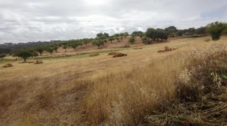 Caceres - Garrovillas de Alconétar - 61900m2