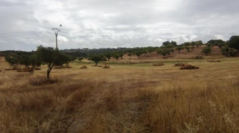 Caceres - Garrovillas de Alconétar - 61900m2