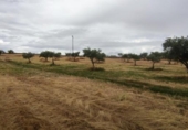 Terreny no urbanitzable en venda a la España, Garrovillas de Alconétar, ref.: TR131628 foto