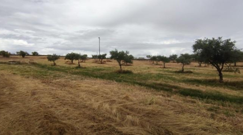 Caceres - Garrovillas de Alconétar - 61900m2