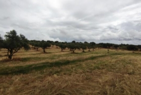 Garrovillas de Alconétar 61900&nbsp;m²