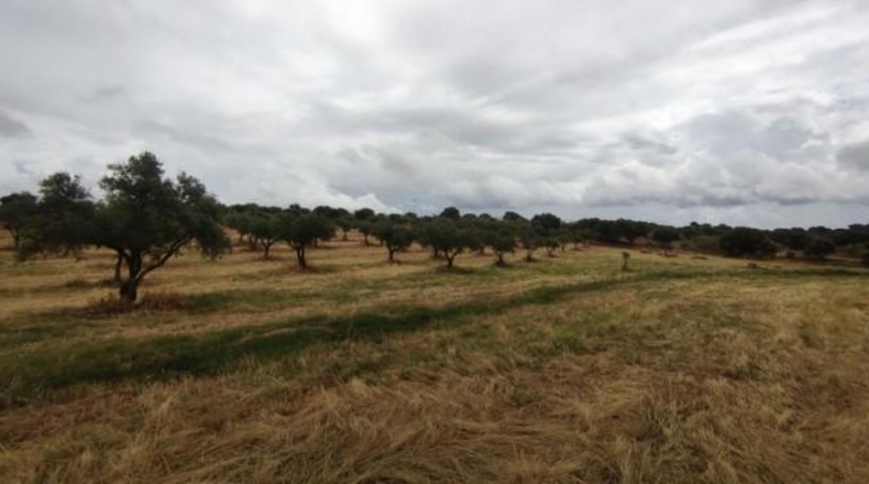Caceres - Garrovillas de Alconétar - 61900m2