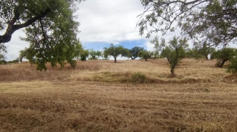 Caceres - Garrovillas de Alconétar - 61900m2