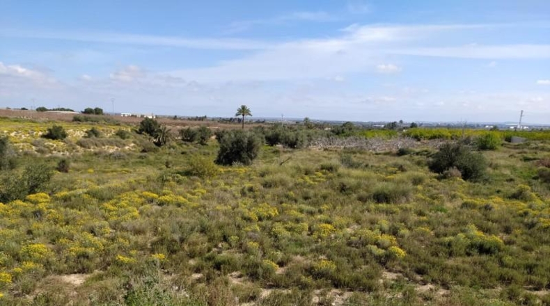 Alicante - Albatera - 11261m2