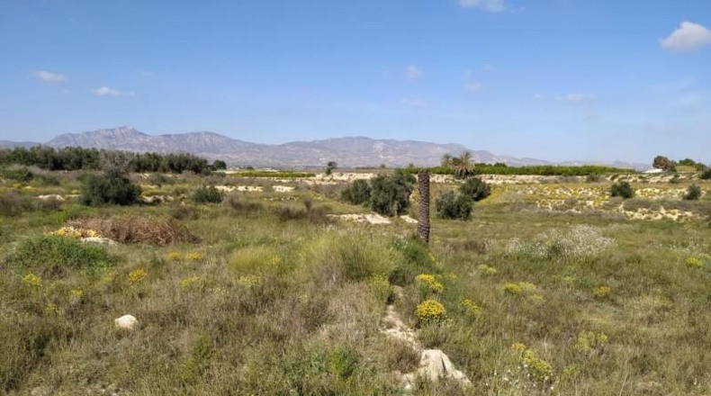 Alicante - Albatera - 11261m2