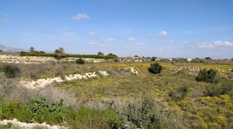 Alicante - Albatera - 11261m2