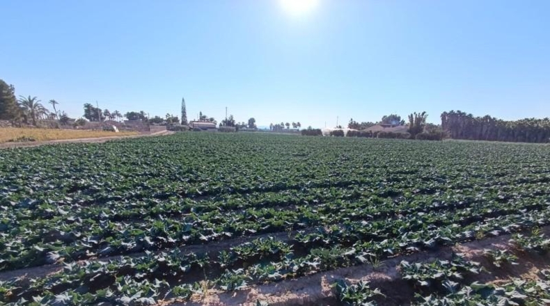 Alicante - Elx - 10175m2