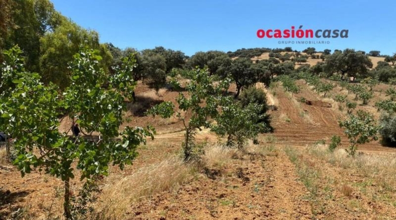 Córdoba - Fuente Obejuna - 43000m2