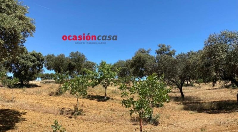 Córdoba - Fuente Obejuna - 43000m2