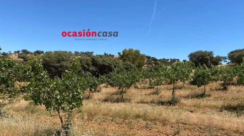 Córdoba - Fuente Obejuna - 43000m2