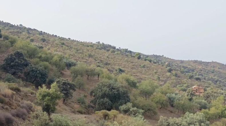 Málaga - Málaga - 20000m2