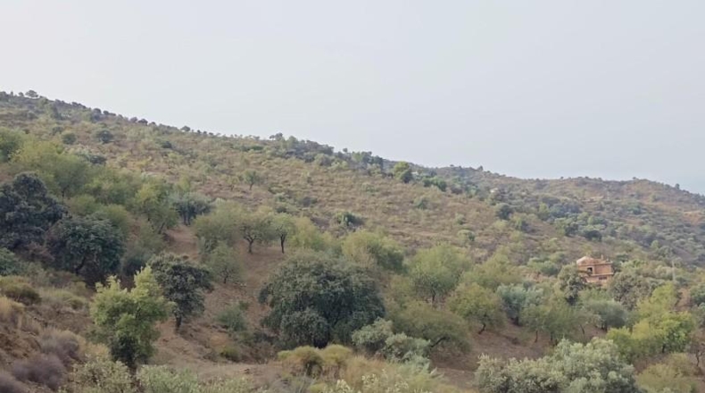 Málaga - Málaga - 20000m2
