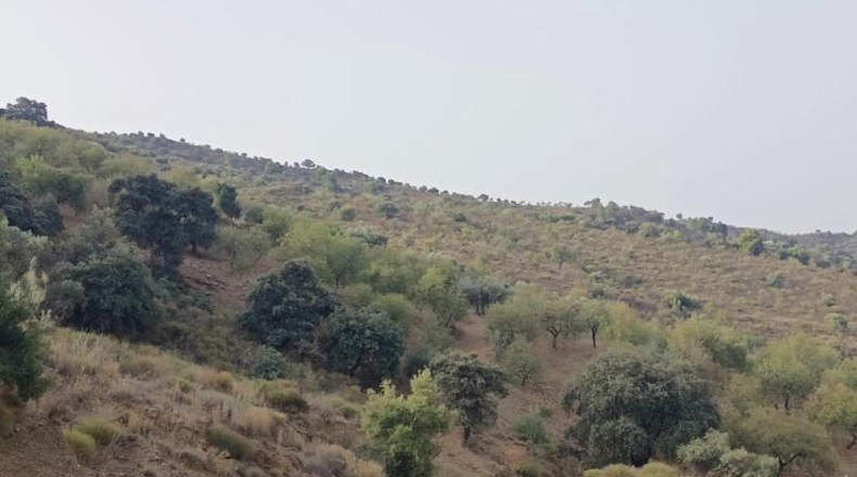 Málaga - Málaga - 20000m2