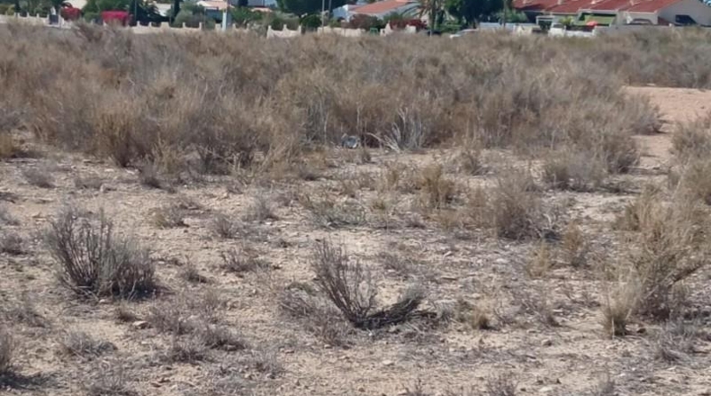 Alicante - Mutxamel - 2500m2