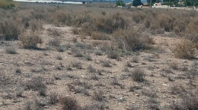 Alicante - Mutxamel - 2500m2