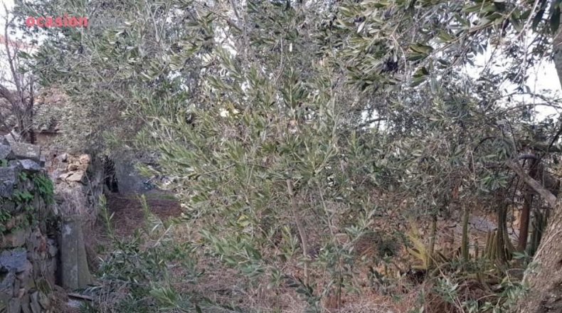Cordova - Pozoblanco - 371m2