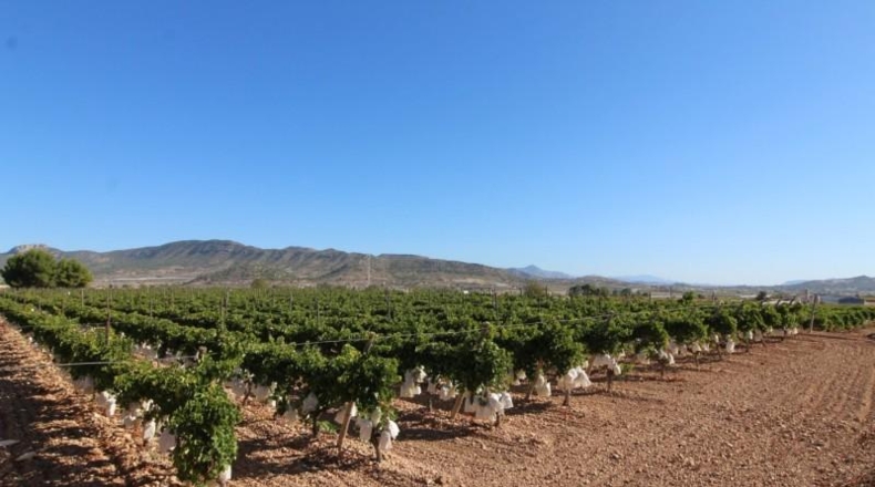 Alicante - la Romana - 15000m2