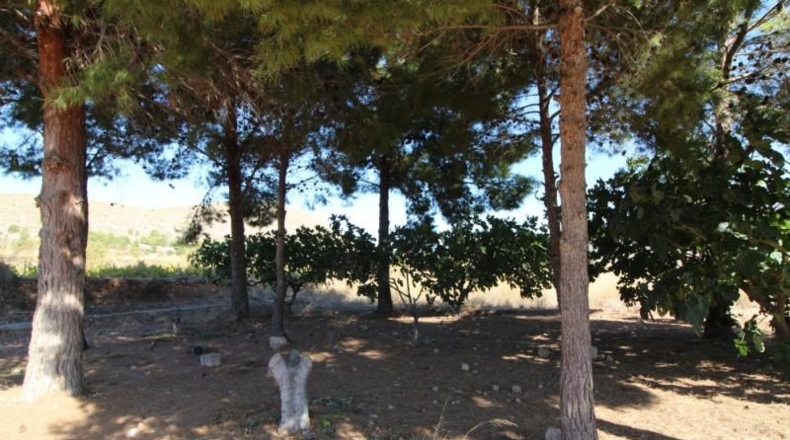 Alicante - la Romana - 15000m2