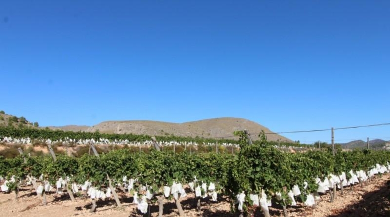 Alicante - la Romana - 15000m2
