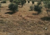 Land suitable for development for sale on España, Garrovillas de Alconétar, ref: TR143523 photo