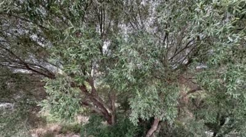Tarragona - el Vendrell - 891m2