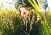 Земля на продажу у города Deltebre Фото