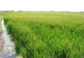 Земля на продажу у города Deltebre Фото