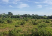 Terreny no urbanitzable en venda a la España, Elx, ref.: TR117547 foto