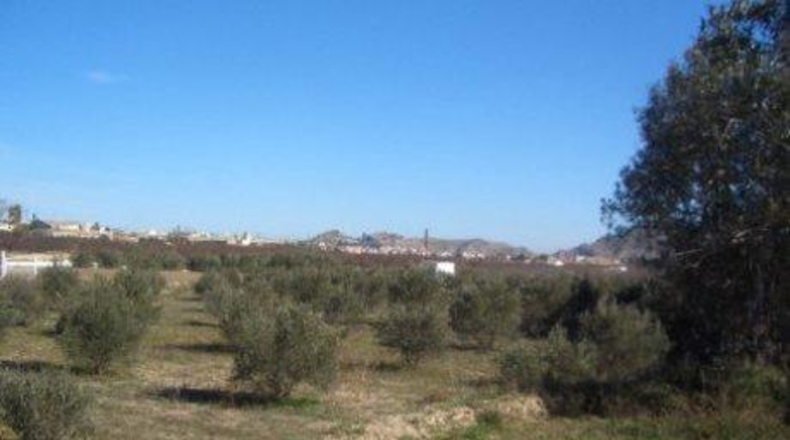 Murcia - Каласпарра - 10396m2