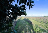 Finca rústica en venta en la España, Bollullos Par del Condado, ref: TR372660 foto
