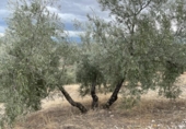 Xalet independent amb terreny en venda a la España, Jaén, ref.: TR323540 foto