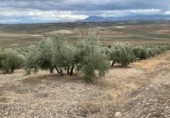 Xalet independent amb terreny en venda a la España, Jaén, ref.: TR323540 foto