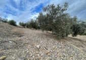 Xalet independent amb terreny en venda a la España, Jaén, ref.: TR323540 foto