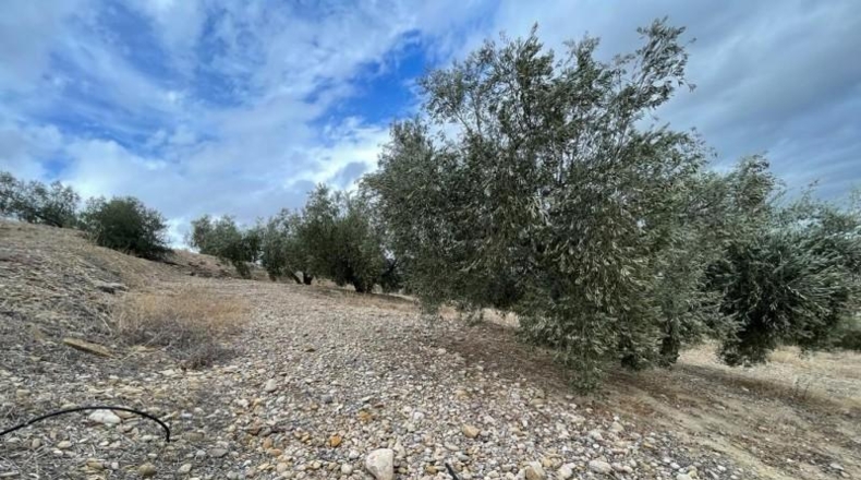 Jaen - Jaén - 24394m2