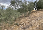 Xalet independent amb terreny en venda a la España, Jaén, ref.: TR323540 foto