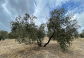 Xalet independent amb terreny en venda a la España, Jaén, ref.: TR323540 foto