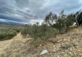Xalet independent amb terreny en venda a la España, Jaén, ref.: TR323540 foto